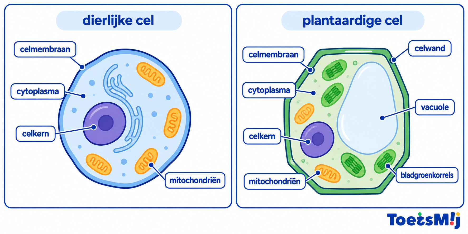 Onderdelen van een plantencel en een dierlijke cel
