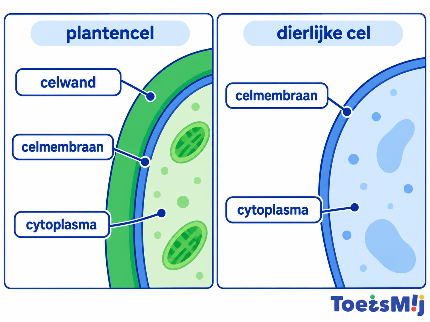 Celwand in een plantencel en een dierlijke cel