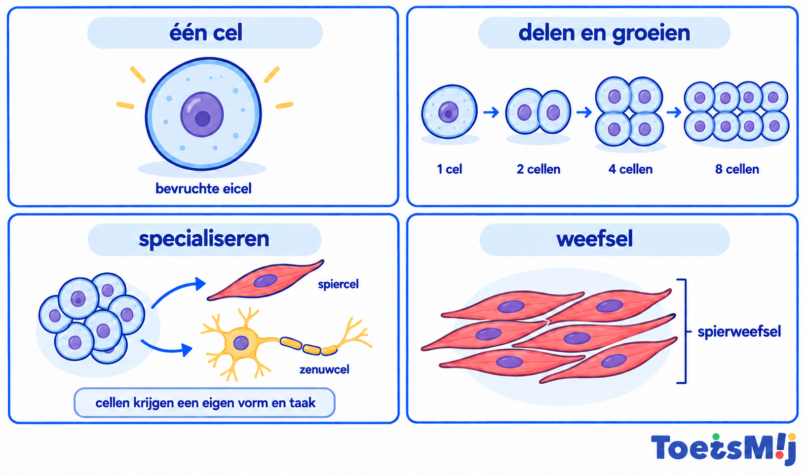 Van cel naar weefsel