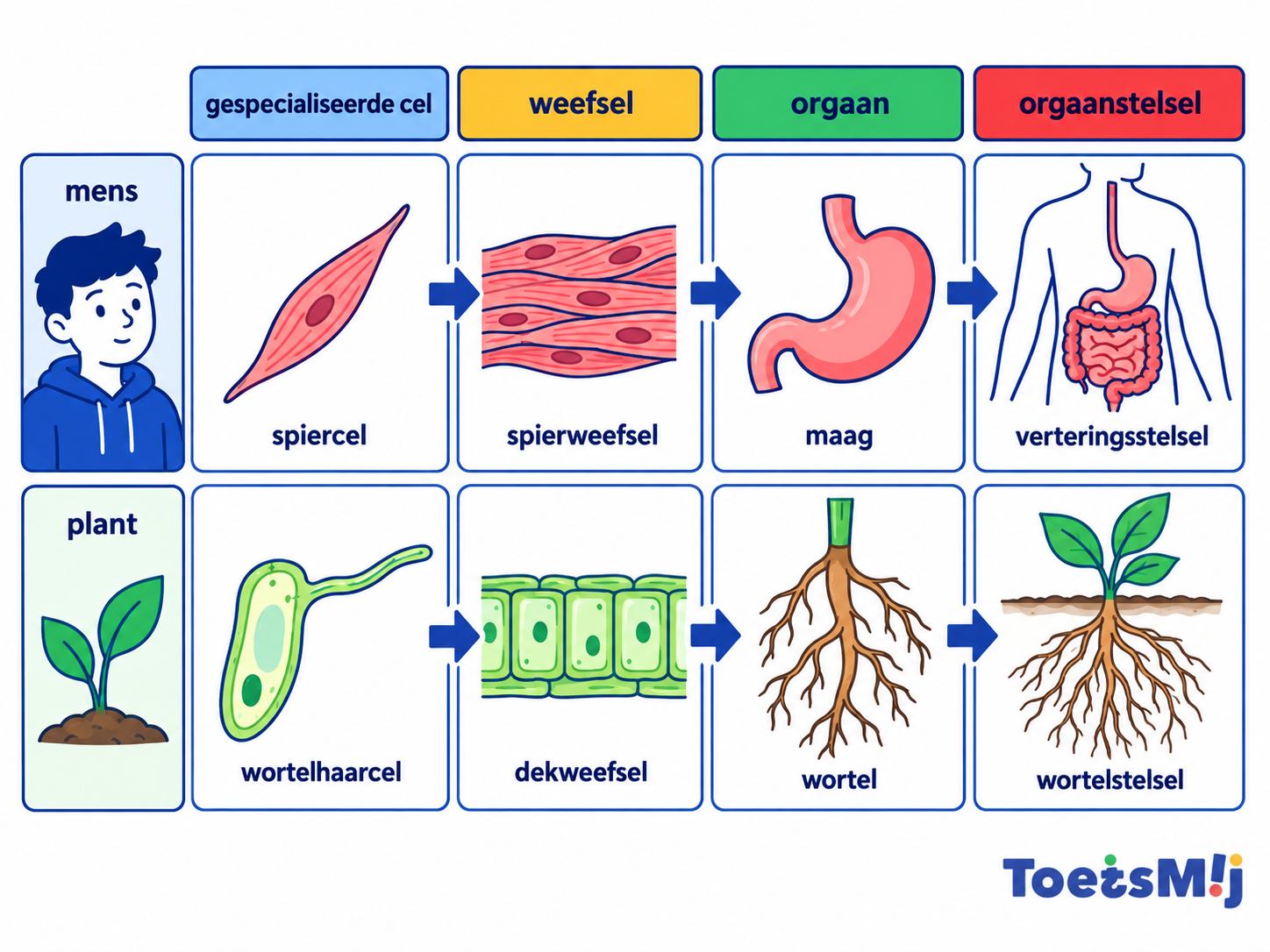 Organen, weefsels en orgaanstelsels in mens en plant