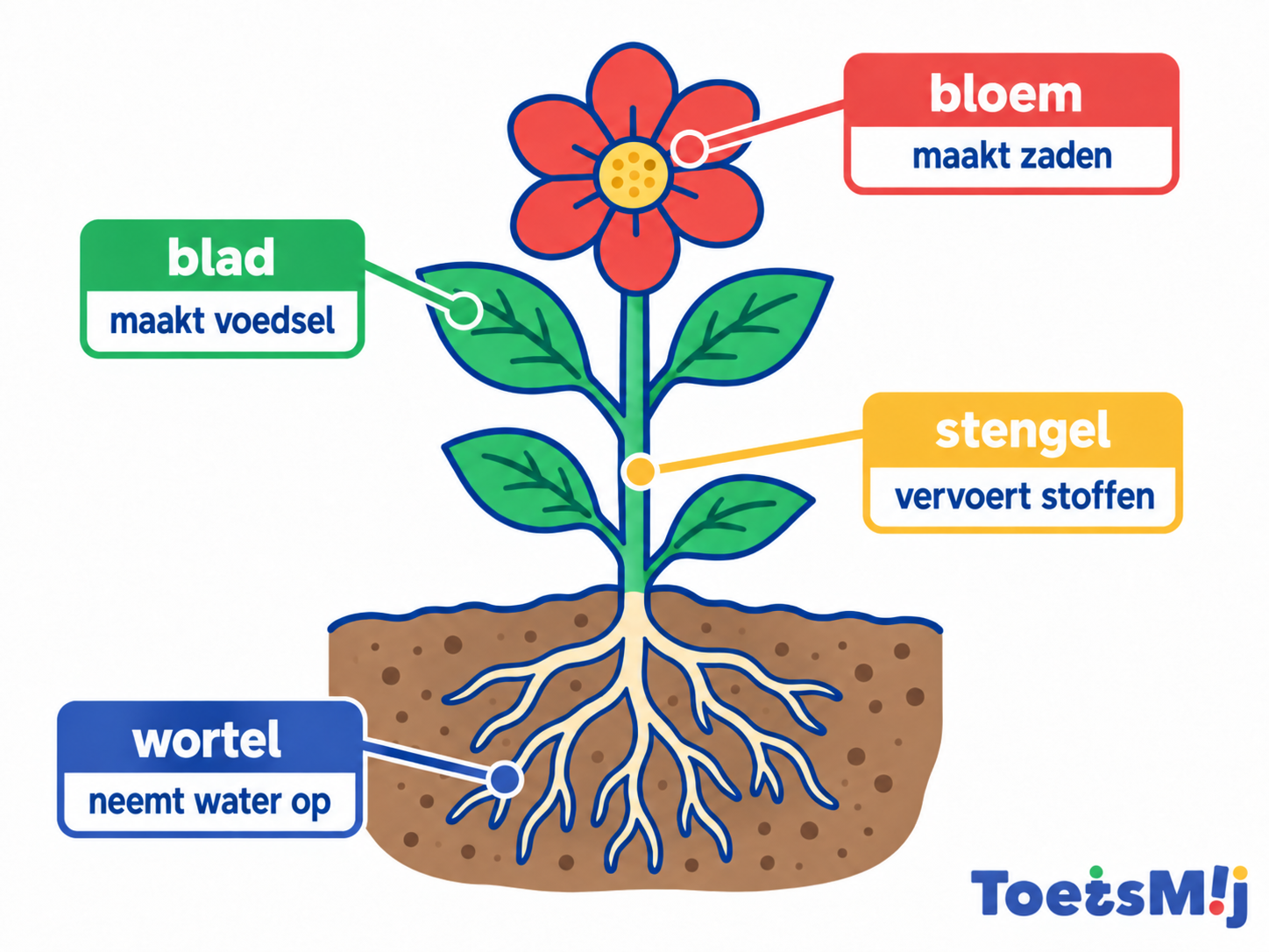 Organen van een plant