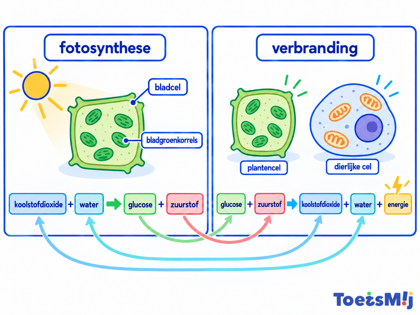 Fotosynthese en verbranding