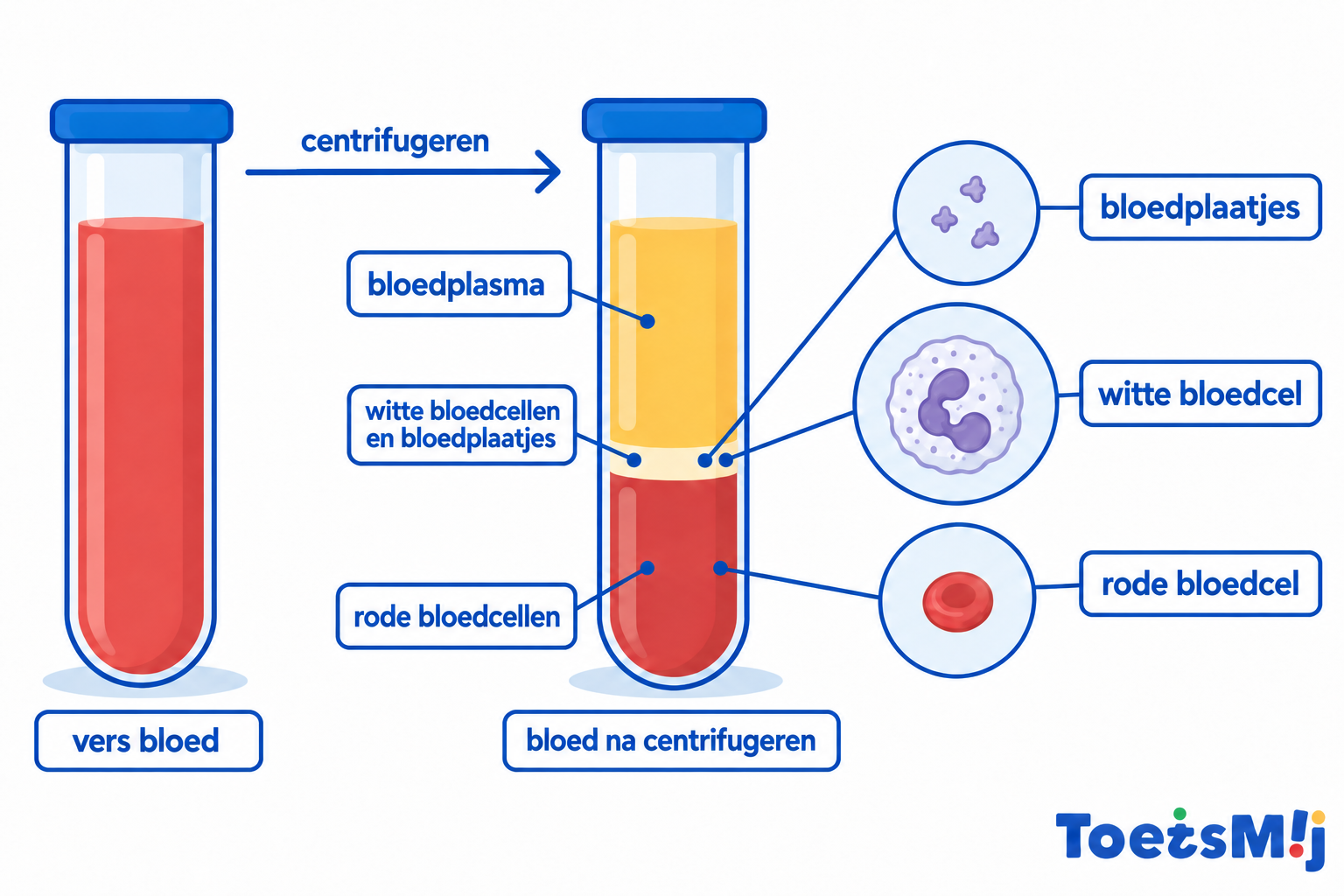 Bloed: rode en witte bloedcellen en bloedplasma