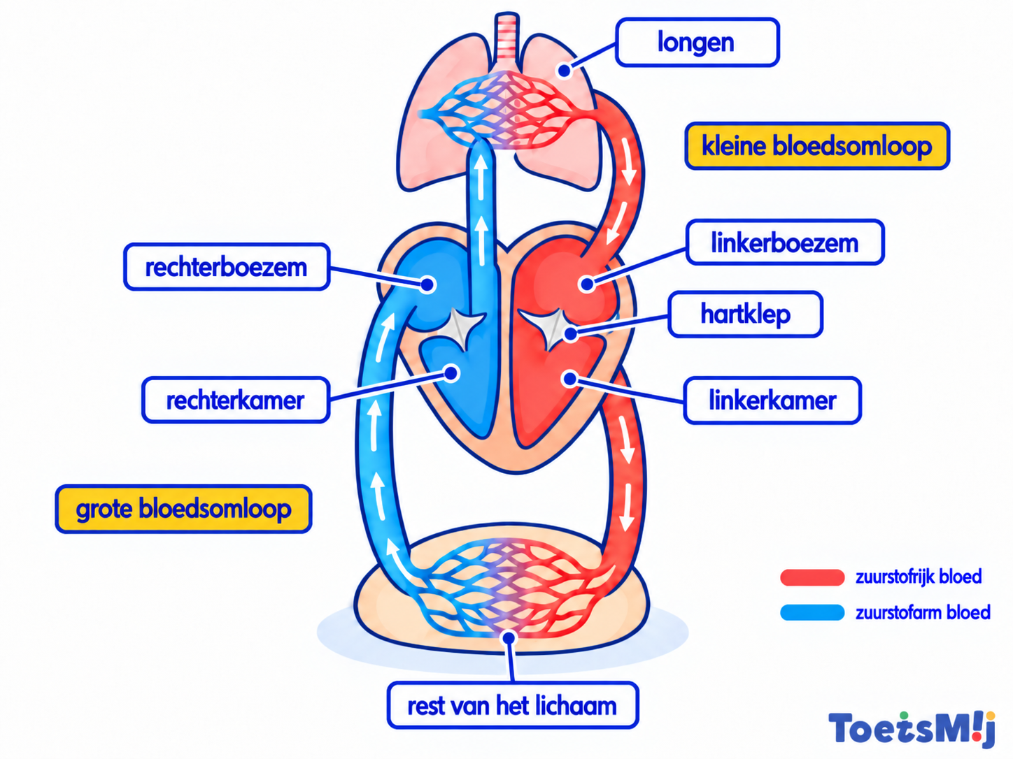 Dubbele bloedsomloop