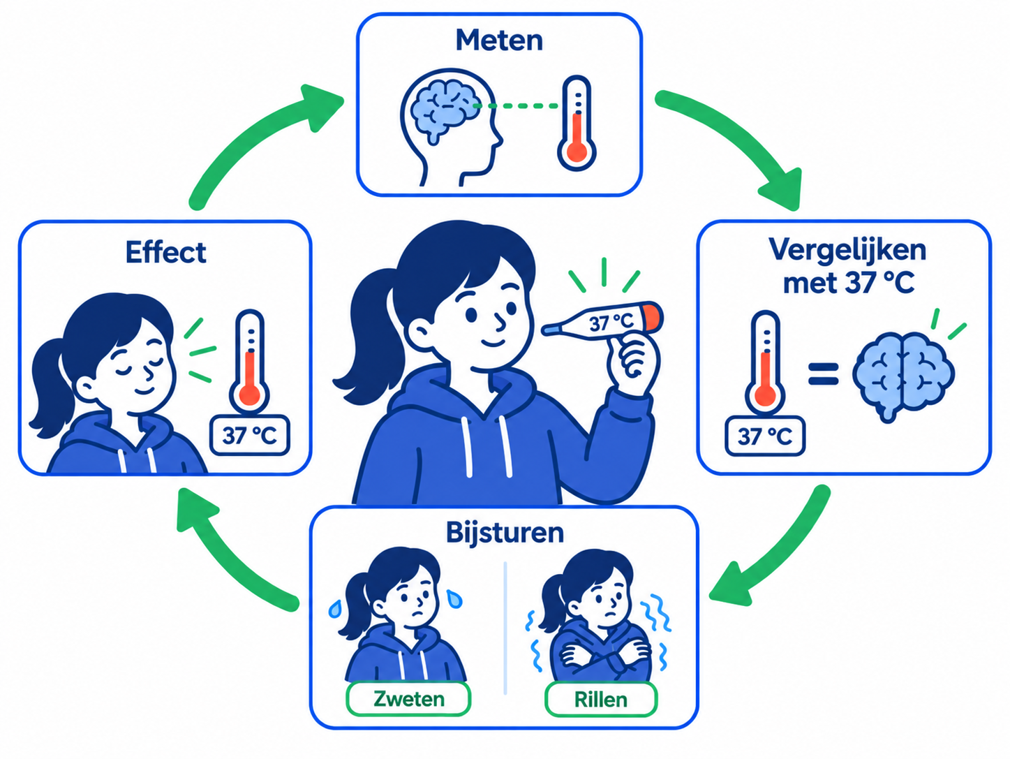 /media/KDs-en-begrippen/Biologie/2.3.1-Regeling-en-regulatie.png