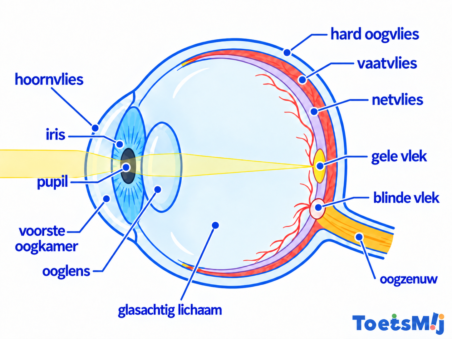 Onderdelen van het oog