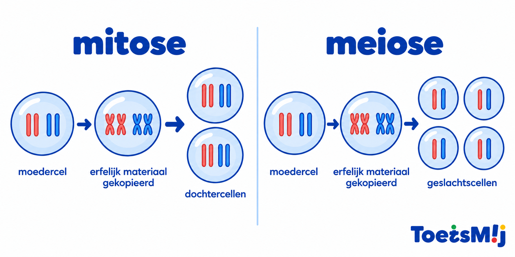Celdeling, mitose en meiose