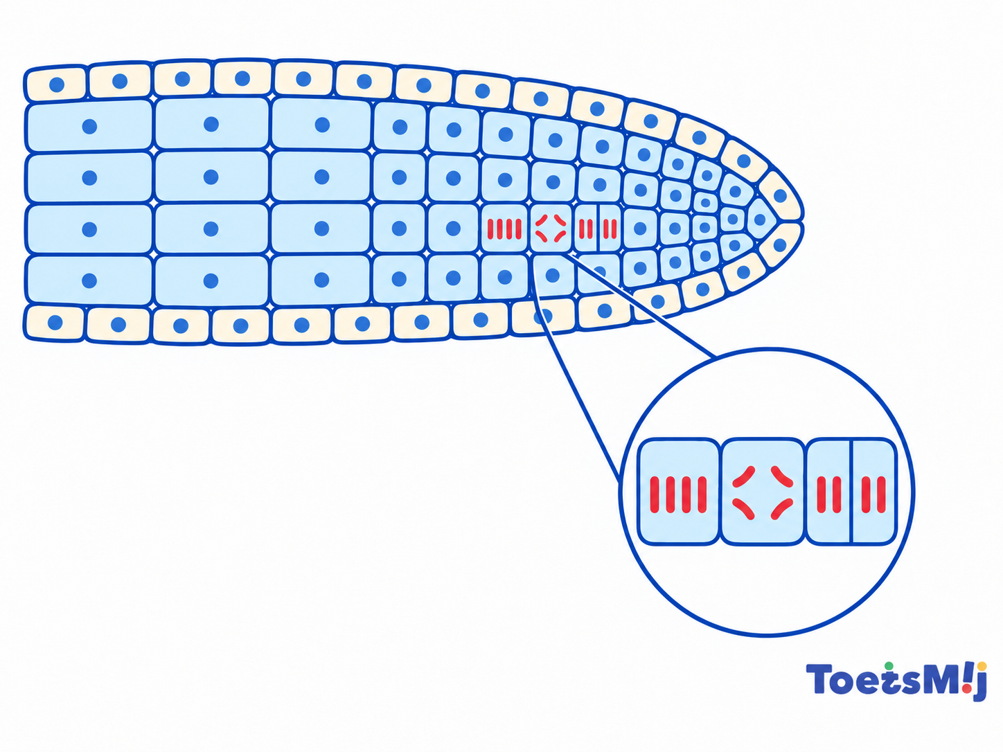 Mitose in een ui