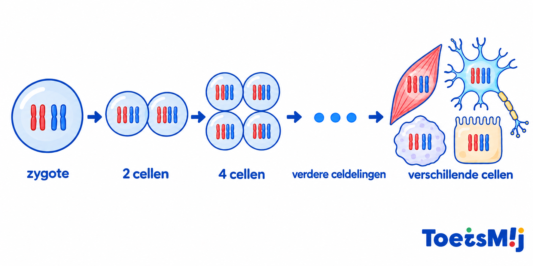 Van celdeling naar organisme