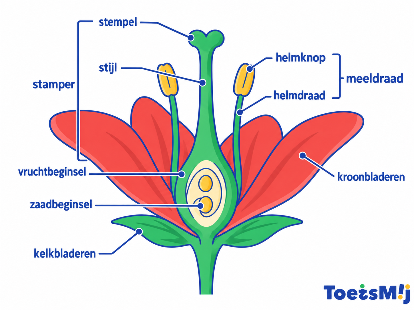 Onderdelen van een bloem