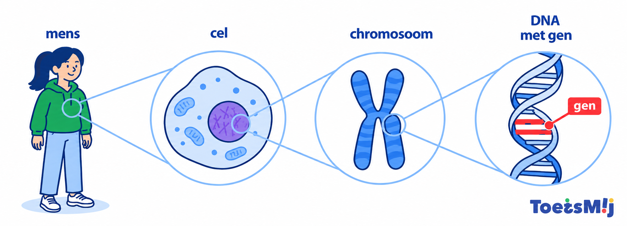 Erfelijkheid, DNA, chromosomen, genen en allelen