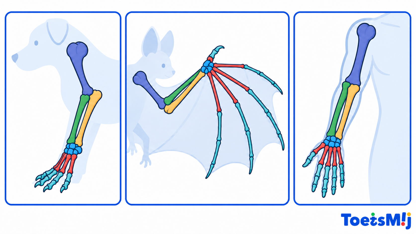/media/KDs-en-begrippen/Biologie/5.1.4-Gemeenschappelijke-voorouder-in-de-evolutie-ToetsMij.png