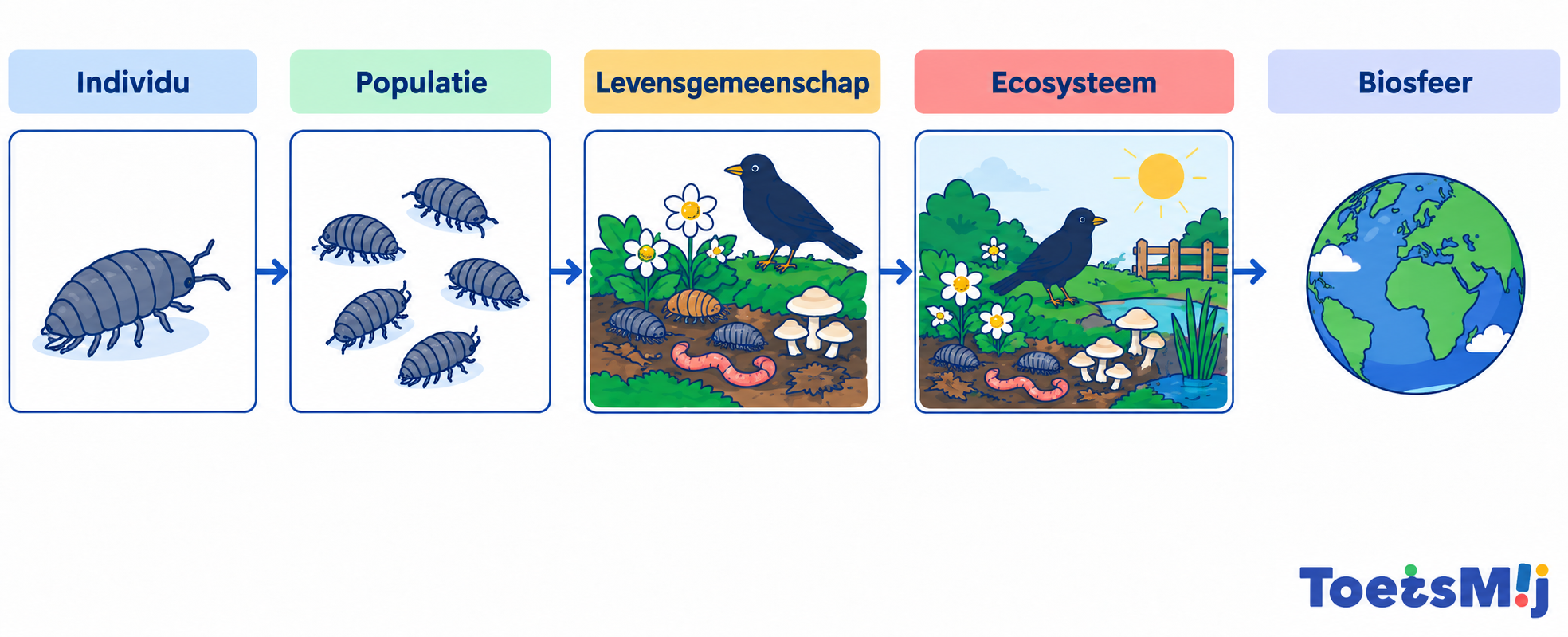 Individu, populatie, levensgemeenschap, ecosysteem en biosfeer