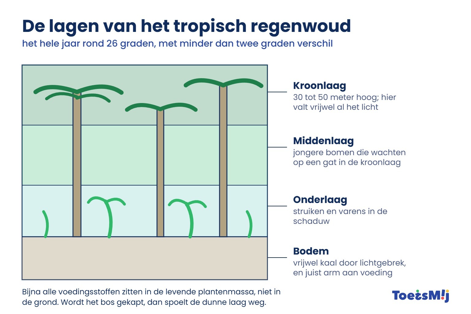 /media/Longreads/AK/03-Lagen-van-het-tropisch-regenwoud-ToetsMij.jpg